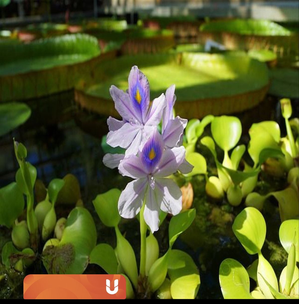 Ciri-ciri eceng gondok